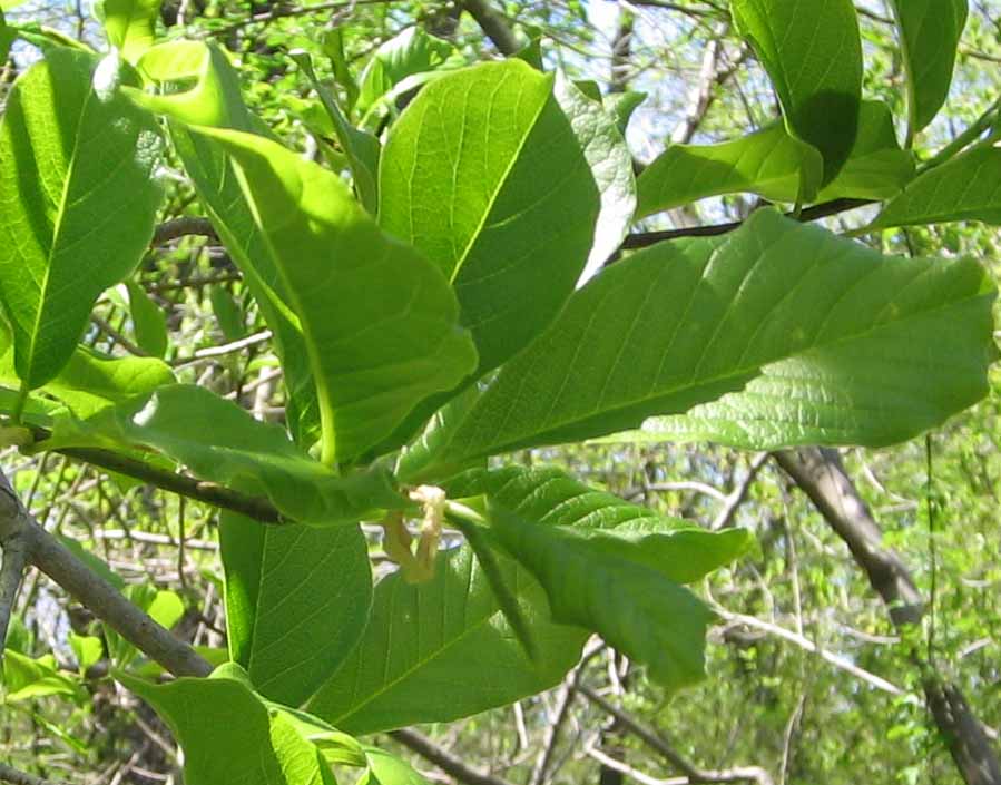 close view underside magnolia leaves