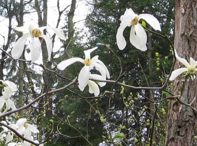 magnolia flowers