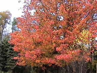 Sugar maple a  brilliant red in autumn