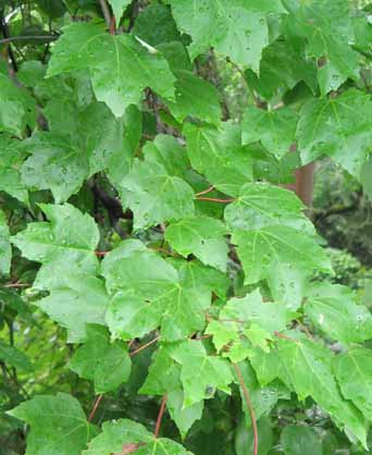 Leaves of a Red Maple Tree