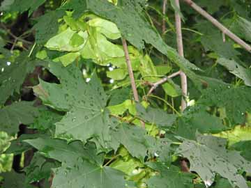 Sugar maple tree leaves and seeds