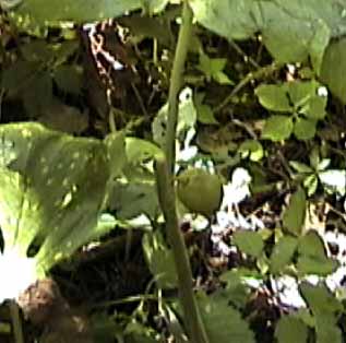 mayapple fruit