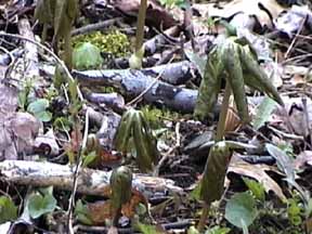 mayapple plants emering