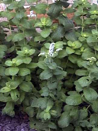 Peppermint plants in bloom