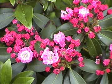 Mountain Laurel in bloom