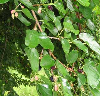 mulberries