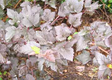 ninebark diablo leaves