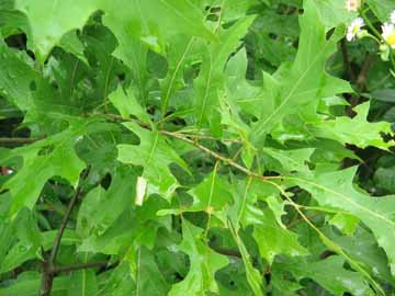 oak leaves