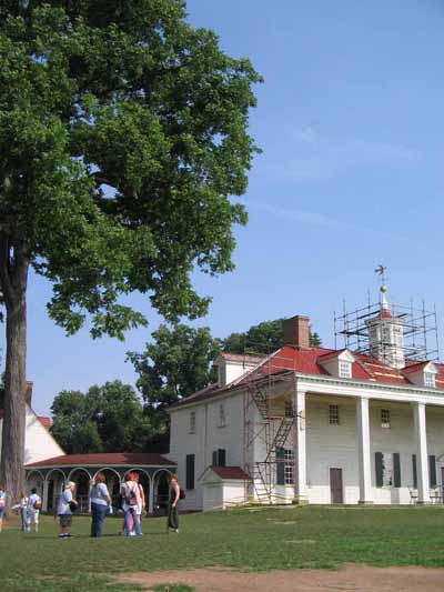 stately pecan at Mount Vernon