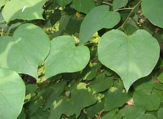 leaves of redbud tree