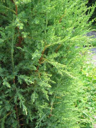 red cedar close up showing branches and needles