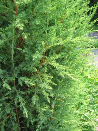 red cedar close up showing branches and needles