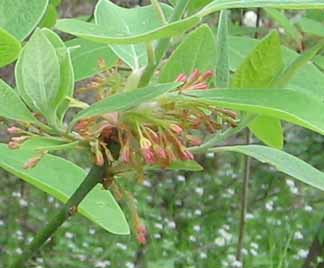 sassafras flowers