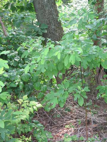 small sassafras tree with summer foliage