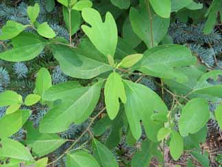 Sassafras leaves showing all three shapes