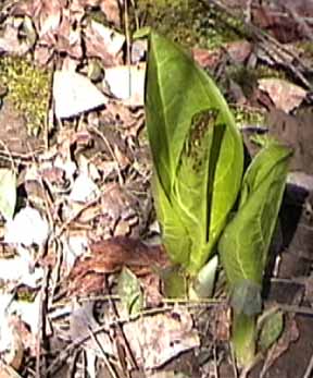 emerging leaves of skunk cabbage