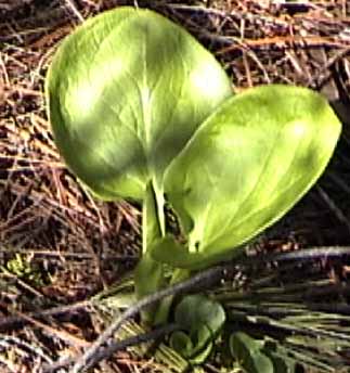 skunk cabbage leaves