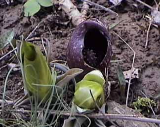 skunk cabbage flower and leaf buds