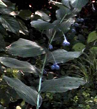 Solomon's seal berries