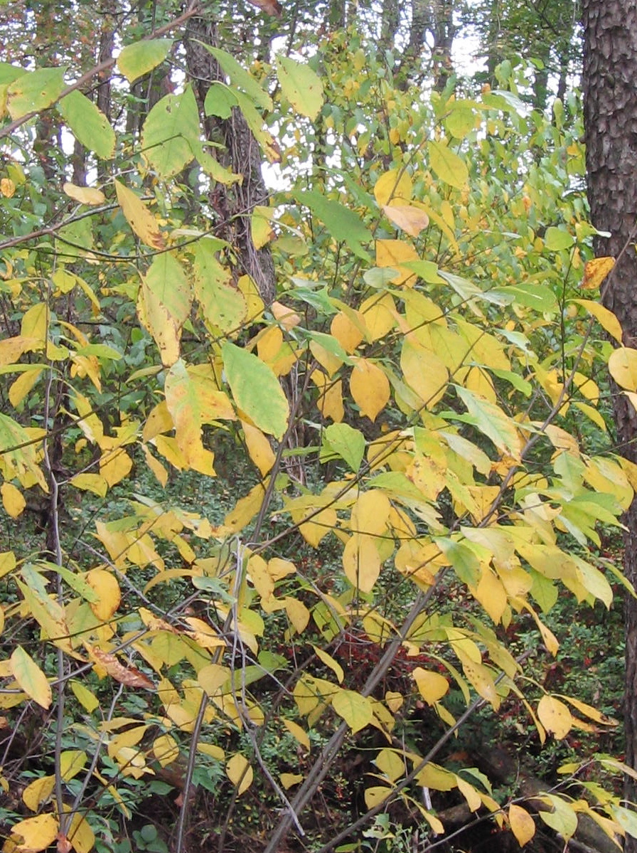 spicebush in fall yellow