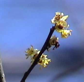 spicebush yellow flower