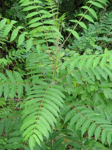 sumac leaves