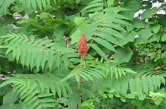 sumac berries