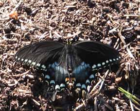 spicebush swallowtail butterfly