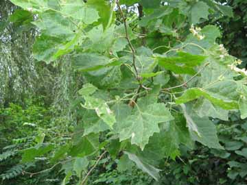 sycamore leaves