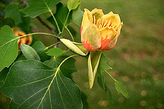 tulip poplau flower