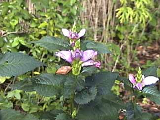 turtlehead flowers