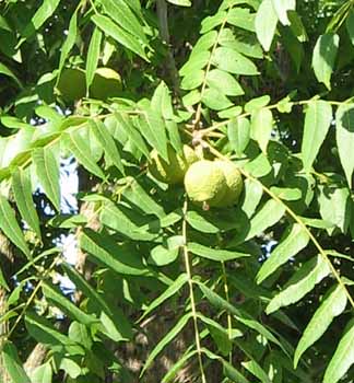 walnuts on tree