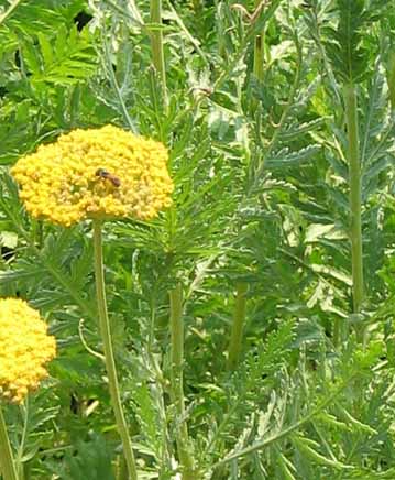 yellow yarrow