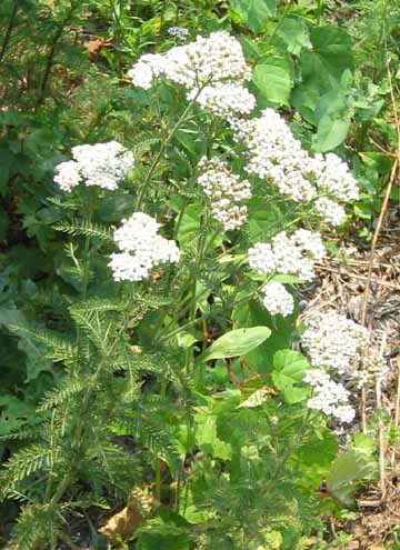 white yarrow