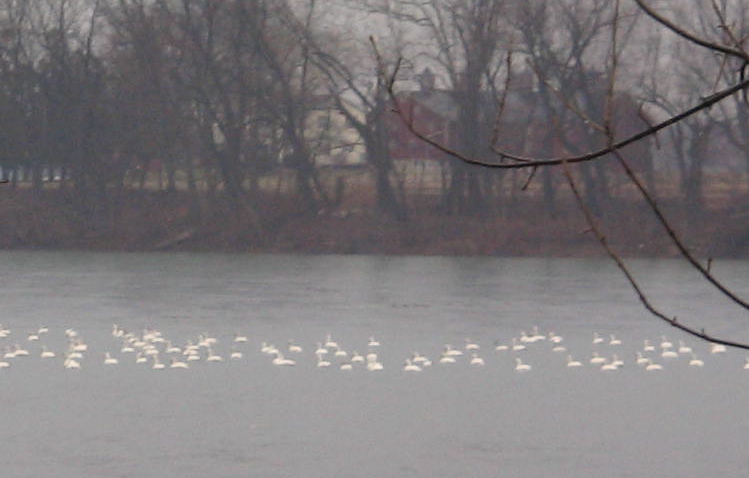 tundra swans